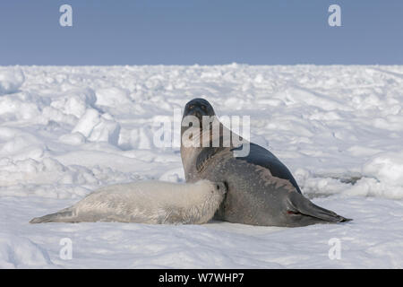 Weibliche Sattelrobben (Phoca groenlandicus) mit Welpen säugen, Magdalen Islands, Golf von St. Lawrence, Quebec, Kanada, März. Stockfoto