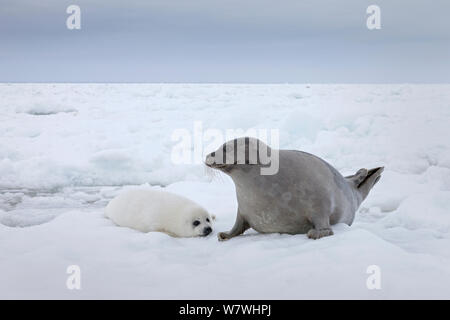 Weibliche Sattelrobben (Phoca groenlandicus) mit Welpe, Magdalen Islands, Golf von St. Lawrence, Quebec, Kanada, März. Stockfoto