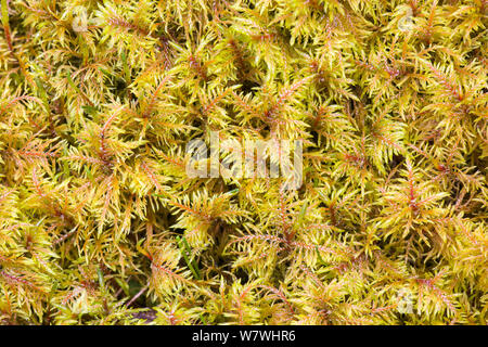 Gemeinsame tamariske Moss (Thuidium tamariscinum), Monsal Dale, Peak District, Derbyshire, April. Stockfoto