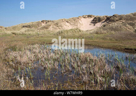 Dune slack, Ainsdale Nature Reserve, Merseyside. Lebensraum Der kreuzkröte und verschiedenen Wirbellosen. April 2014. Stockfoto