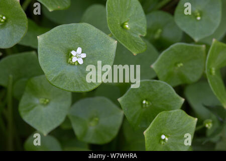 Frühling Schönheit (Montia perfoliata), Ainsdale Naturschutzgebiet, Merseyside, UK, April. Stockfoto