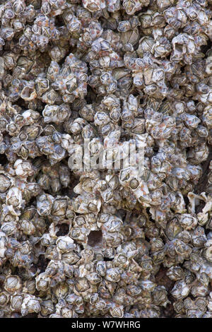 Invasive Seepocken (Austrominius modestus) zunehmend auf eine Skulptur, die Teil der Installation' einem anderen Ort' Am Strand von Crosby, Merseyside, April. Stockfoto