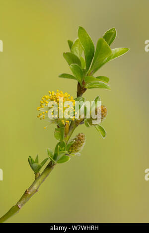 Zwerg Weide (Salix herbacea) in Anbau, Yorkshire, April. Stockfoto