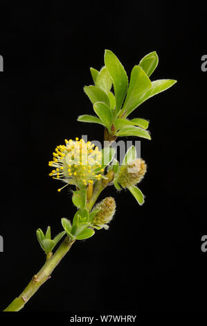 Zwerg Weide (Salix herbacea) in Anbau, Yorkshire, April. Stockfoto