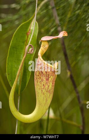 Kannenpflanze (Nepenthes rafflesiana) Bako Nationalpark, Sarawak, Borneo. Stockfoto