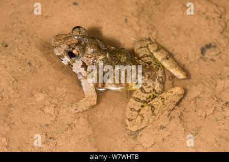 Grobe Wächter Frosch (Limnonectes finchi) männlich, Kaulquappen, Danum Valley, Sabah, Borneo. Stockfoto