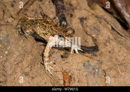 Grobe Wächter Frosch (Limnonectes finchi) Danum Valley, Sabah, Borneo. Stockfoto