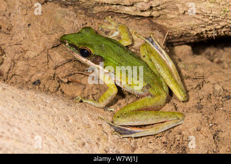 Giftige Rock Frog (Odorrana hosii) Danum Valley, Borneo. Stockfoto