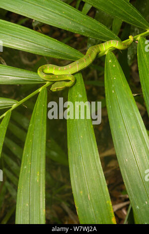 Wagler&#39;s Bambusotter (Tropidolaemus wagleri) Bako Nationalpark, Sarawak, Borneo Stockfoto