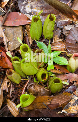 Kannenpflanze (Nepenthes ampullaria) Bako Nationalpark, Sarawak, Borneo. Stockfoto