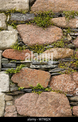 Mauer aus Stein aus Granit und Schiefer, mit Farnen und Efeu-leaved Toadflax (Cymbalaria muralis) Nonnenkloster, Iona, Mull, Schottland, UK, Juni. Stockfoto