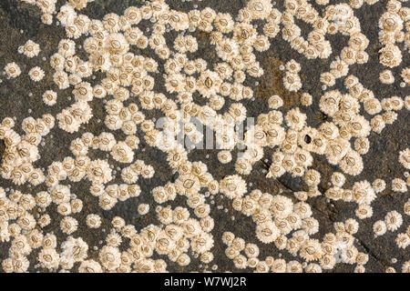 Acorn barnacles (Balanus balanoides) im rockpool, Northumberland, England, UK, Mai. Stockfoto