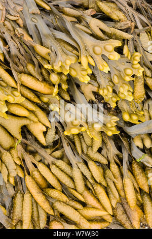 Blase Rack (Fucus vesiculosus) am Meer, Northumberland, England, UK, Mai. Stockfoto