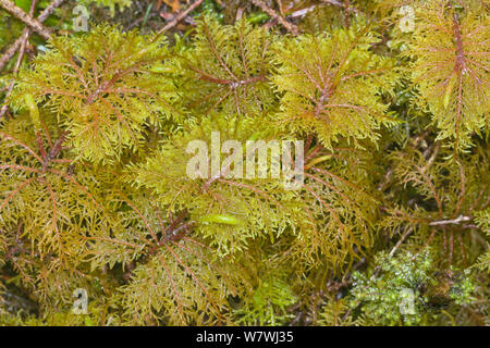 Plume Moss (Hypnum crista-castrensis) Washington, Pazifischer Nordwesten, USA, Mai. Stockfoto