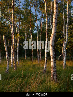 Europäische Birke (Betula pubescens) in einer niederländischen Birkenwald, Oisterwijkse Vennen, Niederlande. Juni 2009. Stockfoto