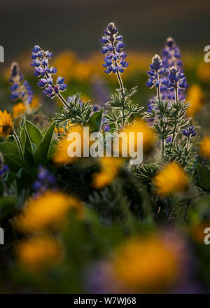 Lupine (Lupinus Latifolius) und Pfeil-Blatt (Balsamroot Balsamorhiza sagittata) in die Columbia Hills State Park, Washington, USA. April 2012. Stockfoto
