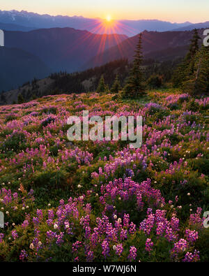 Lupine (Lupinus Latifolius) bei Sonnenuntergang, in der Nähe von Hindernissen im Olympic National Park, Washington, USA. August 2011. Stockfoto