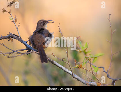 Kalifornien Thrasher (Toxostoma redivivum) mit Schnabel öffnen, Eaton Canyon, Kalifornien, USA. März. Stockfoto