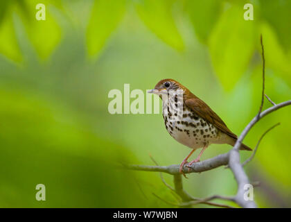 (Hylocichla mustelina Wood Thrush) auf Ast sitzend, Sapsucker Woods, Ithaca, New York, USA. Mai. Stockfoto