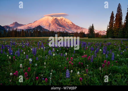 Mt Rainier und einem Linsenförmigen Wolke bei Sonnenaufgang mit Lupinen (Lupinus Latifolius) und rosa Pinsel (Castilleja parviflora), Grand Park, Mount Rainier National Park, Washington, USA. August 2008. Stockfoto