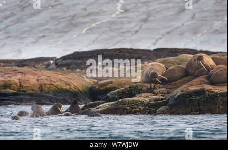 Walross (Odobenus rosmarus) Weibchen und Kälber auf Zucht und einige Felsen im Wasser, Kvitøya, Ost auf Svalbard, Norwegen, September. Stockfoto