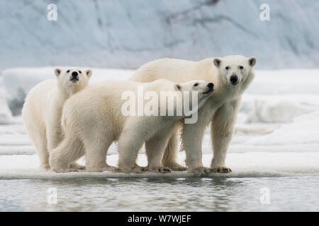 Weibliche Eisbär (Ursus maritimus) mit zwei großen Jungen auf einer Eisscholle, Spitzbergen, Svalbard, Norwegen, Juli. Gefährdete Arten. Stockfoto