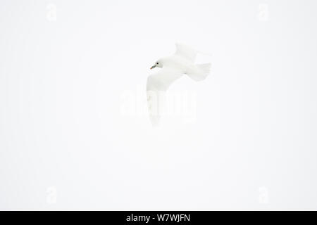 Elfenbein Möwe (Pagophila Eburnea) im Flug gegen einen weißen Himmel, Svalbard, Norwegen, Juli. Stockfoto