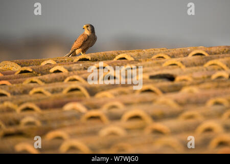 Male Lesser Kestrel (Falco naumanni) auf einem stalldach, Lleida, Spanien, April. Stockfoto
