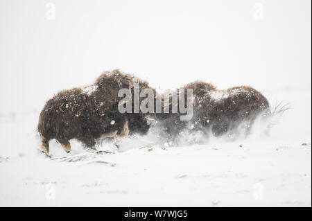 Zwei Moschusochsen (Ovibos Moschatus) Bullen Brust zu verpassen, Dovrefjell - Sunndalsfjella-Nationalpark, Norwegen, Januar. Stockfoto