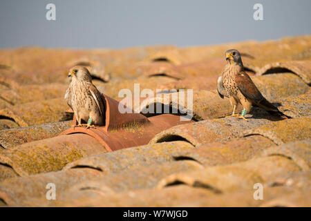 Weibliche Rötelfalkens (Falco naumanni) Überprüfung Nest mit der männlichen Warten, das Nest ist ein hohlziegel auf einem stalldach, Lleida, Spanien, April. Stockfoto