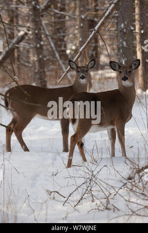 Zwei Weißwedelhirsche (Odocoileus virginianus) im Schnee, New York, USA, Januar. Stockfoto