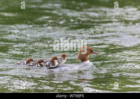 Gänsesäger (Mergus Merganser) erwachsenen weiblichen Schwimmen mit vier Entenküken. Fluss Wye, Nationalpark Peak District, Derbyshire, England, Mai. Stockfoto