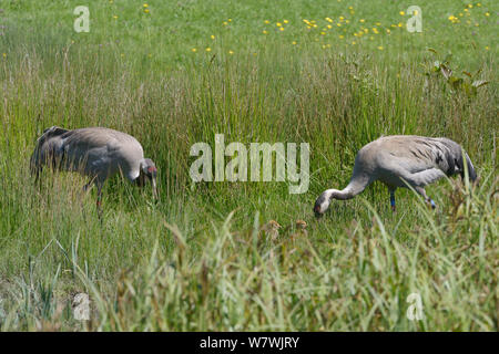 Common/Eurasischen Kraniche (Grus Grus) Monty und Chris, der große Kran Projekt in 2010 veröffentlicht, der Nahrungssuche in einem segge Marsh ihre zwei 2-tägigen Küken zu füttern, Slimgridge, Gloucestershire, UK, Mai 2014. Stockfoto