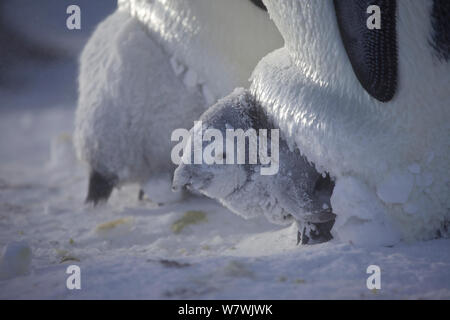 Kaiserpinguine (Aptenodytes forsteri) Küken in Schnee und Eis aus Brut Tasche abgedeckt, Antarktis, September. Stockfoto