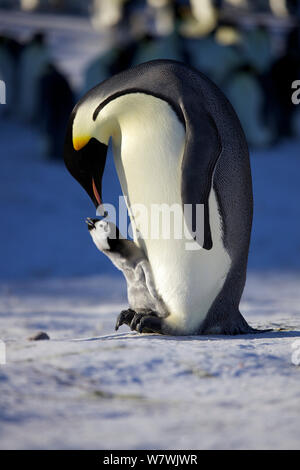 Kaiserpinguine (Aptenodytes forsteri) erwachsenen Interaktion Küken, Antarktis, September. Stockfoto