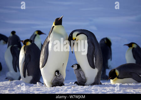 Zwei Kaiserpinguine (Aptenodytes forsteri) mit Küken, die in der Kolonie, Antarktis, August. Stockfoto