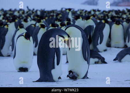 Kaiserpinguine (Aptenodytes forsteri) in der Kolonie, eine mit Küken aus Brut Pouch, Antarktis, Juli. Stockfoto