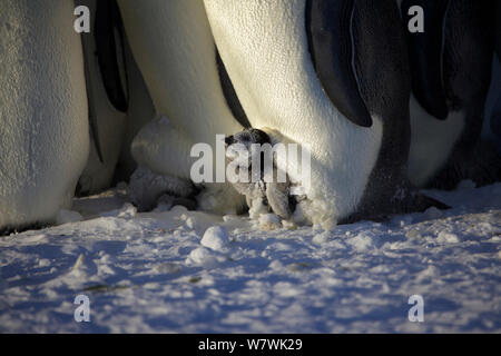 Kaiserpinguine (Aptenodytes forsteri) Küken in Brut Pouch, Antarktis, August. Stockfoto