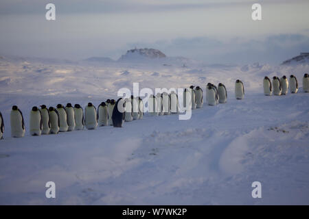 Prozession der männlichen Kaiserpinguine (Aptenodytes forsteri) Mischen mit Ei (oder Küken) im Brut Tasche, mit Frauen auf der Suche nach ihrer Gehilfen, Antarktis, Juli. Stockfoto