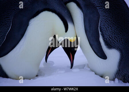 Unerfahrene Kaiserpinguine (Aptenodytes forsteri) Paar, die durch die Bewegungen der ei Datenaustausch mit einem Stück Eis, Antarktis, Juni. Stockfoto