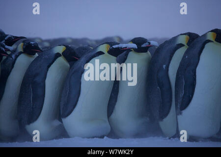 Prozession der männlichen Kaiserpinguine (Aptenodytes forsteri) Mischen, Antarktis, Juli. Stockfoto