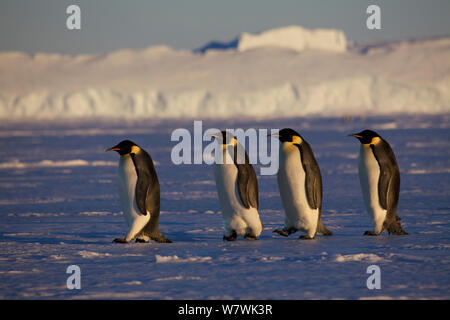 Vier Kaiserpinguine (Aptenodytes forsteri) zu Fuß übers Eis, Rückkehr aus dem Meer, Antarktis, November. Stockfoto