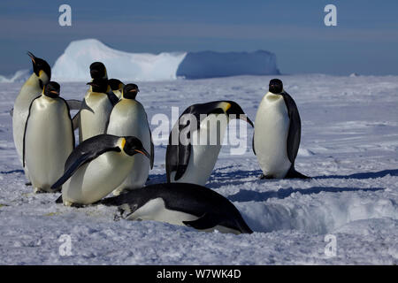 Kaiserpinguine (Aptenodytes forsteri) am Eisloch, Tauchen in Wasser, Antarktis, November. Stockfoto