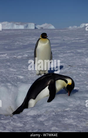 Zwei Kaiserpinguine (Aptenodytes forsteri) am Eisloch, eine mit Schnabel sich hochzuziehen, Antarktis, November. Stockfoto