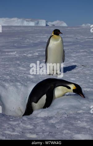 Zwei Kaiserpinguine (Aptenodytes forsteri) zu beenden Eisloch kämpfen, mit Schnabel als Hebel, Antarktis, November. Stockfoto