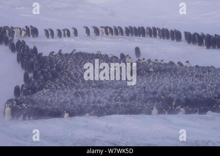 Prozession der männlichen Kaiserpinguine (Aptenodytes forsteri) Mischen in einer Reihe mit anderen gepresst zusammen für Wärme, Antarktis, Juni. Stockfoto