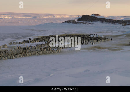 Prozession der männlichen Kaiserpinguine (Aptenodytes forsteri) Mischen, Antarktis, Juli. Stockfoto