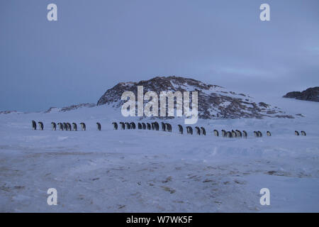 Prozession der männlichen Kaiserpinguine (Aptenodytes forsteri) Mischen, Antarktis, Juli. Stockfoto