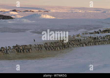 Prozession der männlichen Kaiserpinguine (Aptenodytes forsteri) Mischen, Antarktis, Juli. Stockfoto