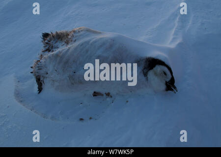 Tot Kaiserpinguine (Aptenodytes forsteri) Chick, im Schnee gefroren, Antarktis, Oktober. Stockfoto